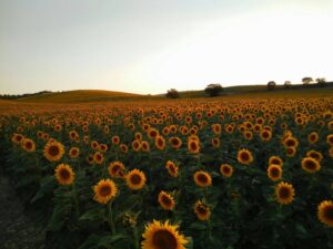 Campo girasoles en atardecer