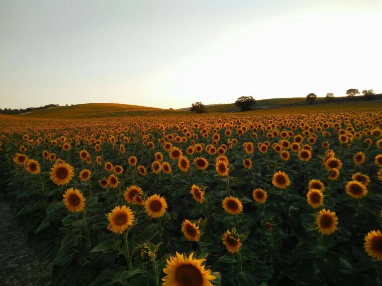 Campo girasoles en atardecer