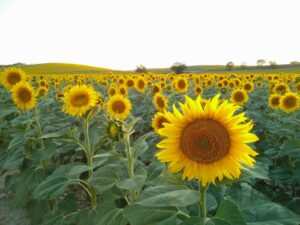 Campo de girasoles