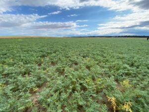 Campo de cultivo bajo cielo azul nuboso