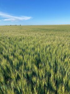 Campo de espigas verde con cielo azul