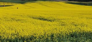 Campo cultivo amarillo