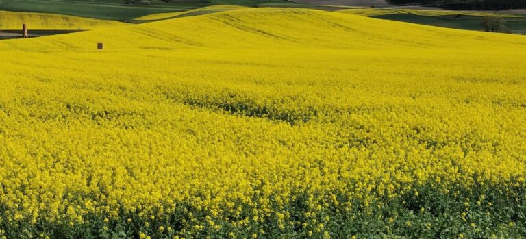 Campo cultivo amarillo