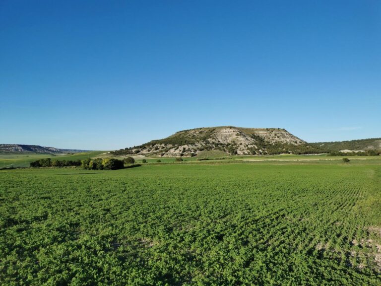 Campo de cultivo verde con cerro al fondo
