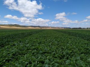 Campo de cultivo verde con cielo azul y nubes algodonosas