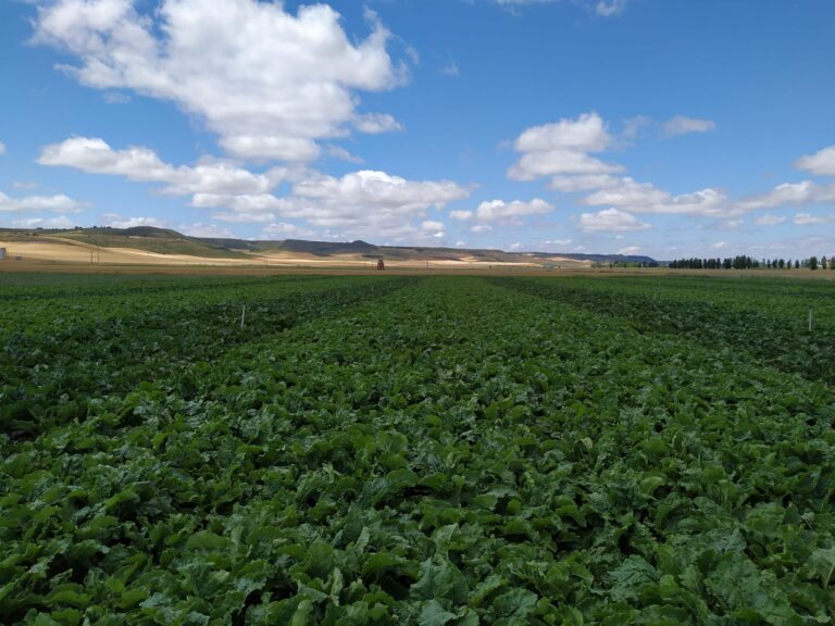 Campo de cultivo verde con cielo azul y nubes algodonosas