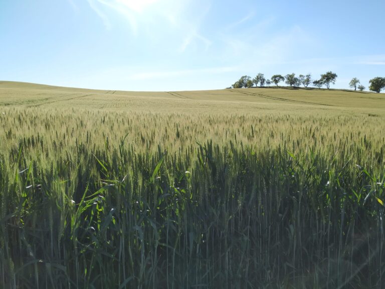 Campor de espigas verde con cielo azul y sol radiante